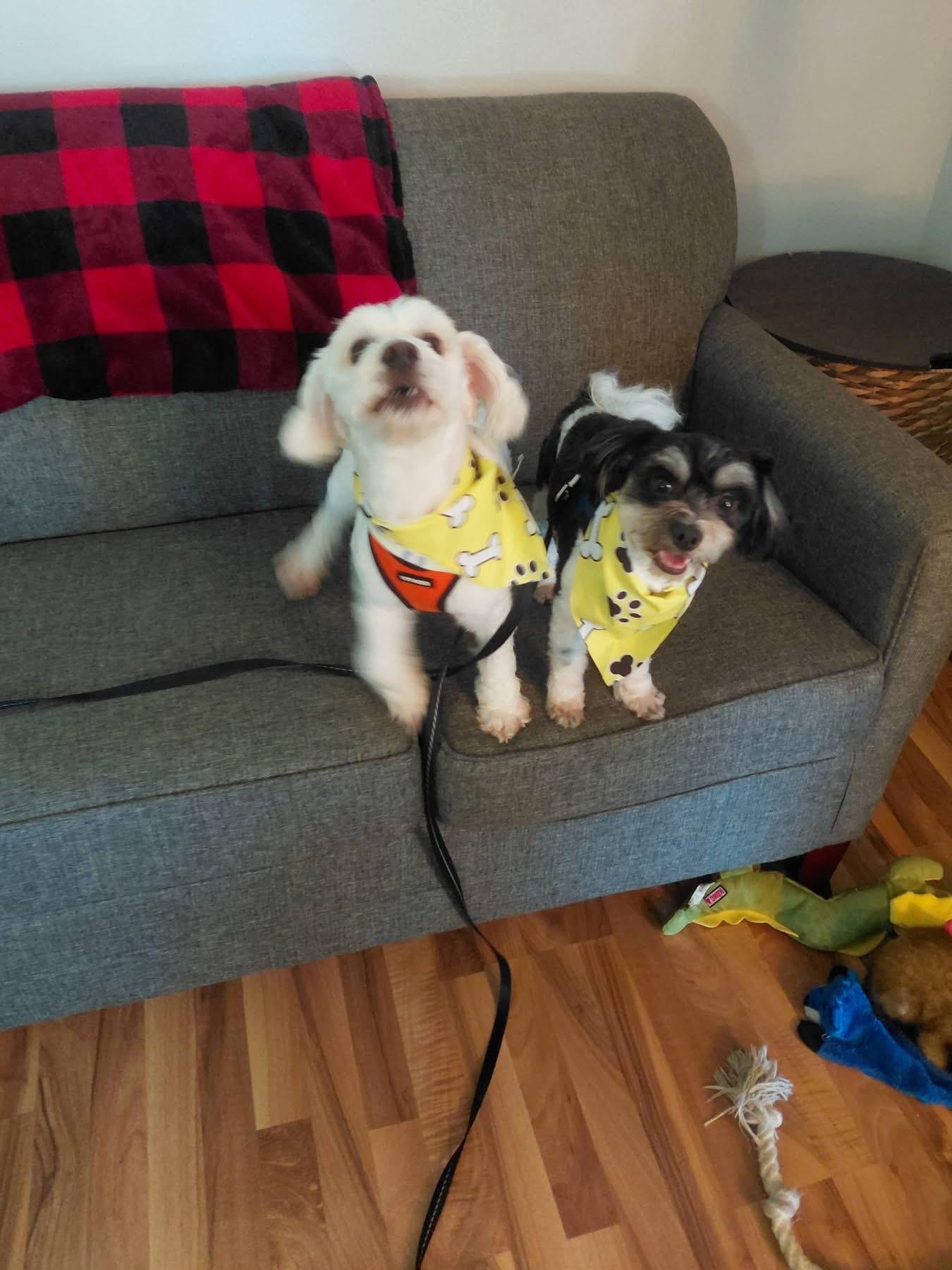 Bentley and Princeton, ADOPTABLE, Young Male Maltese & Bichon Frise.