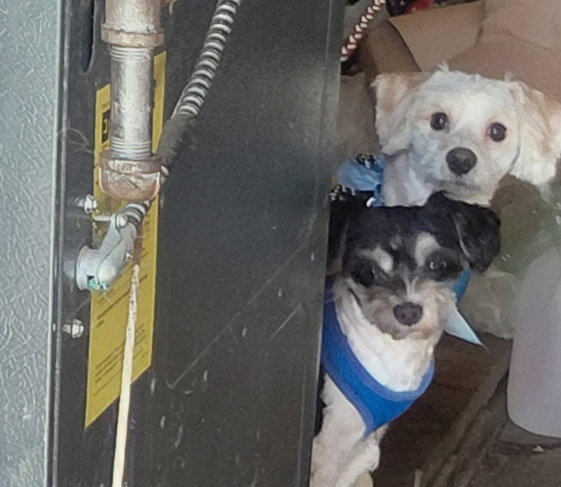 Enlarge Bentley and Princeton, a ADOPTABLE mixed breed in Union Grove, WI image 2/6