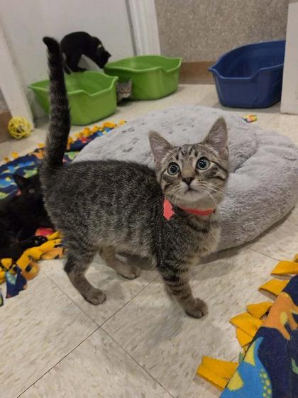 Sam, a Adoptable mixed breed in Scottsbluff, NE image 1/3