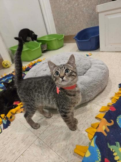 Sam, a Adoptable mixed breed in Scottsbluff, NE image 2/3