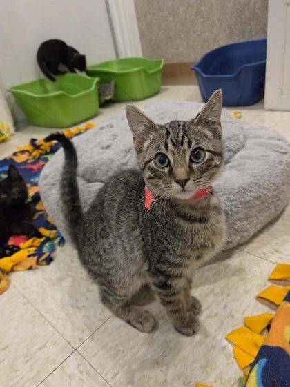 Sam, a Adoptable mixed breed in Scottsbluff, NE image 3/3