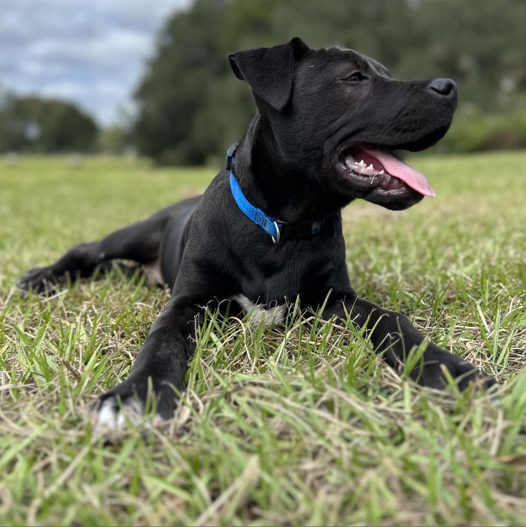 Otter, a Adoptable Mixed Breed in Williston, FL image 3/6