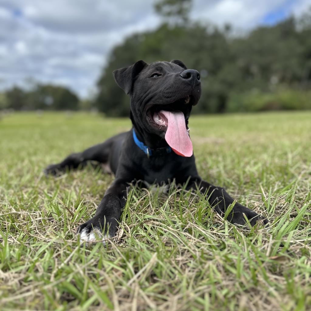 Enlarge Otter, a Adoptable Mixed Breed in Williston, FL image 5/6