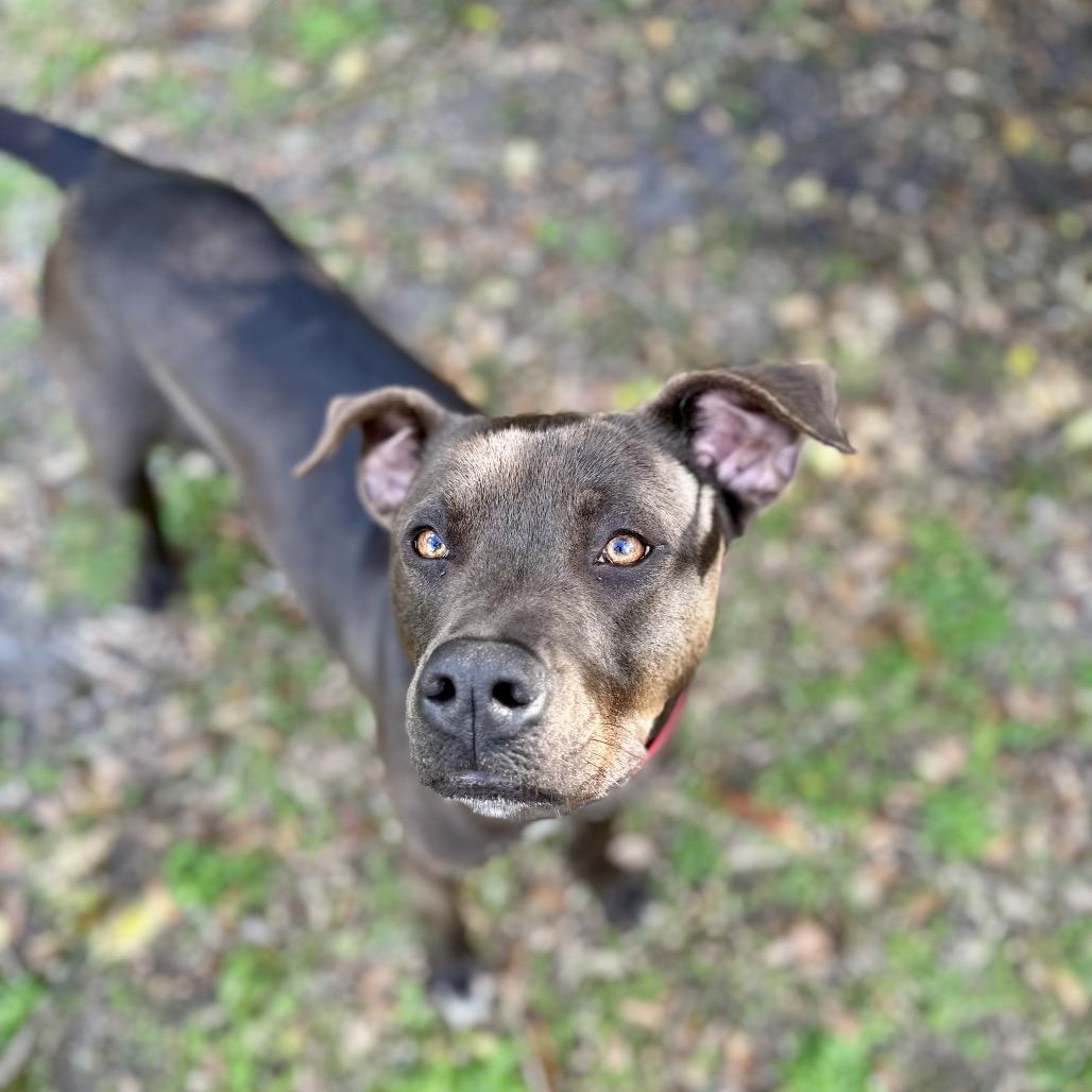 Otter, a Adoptable Mixed Breed in Williston, FL image 4/6