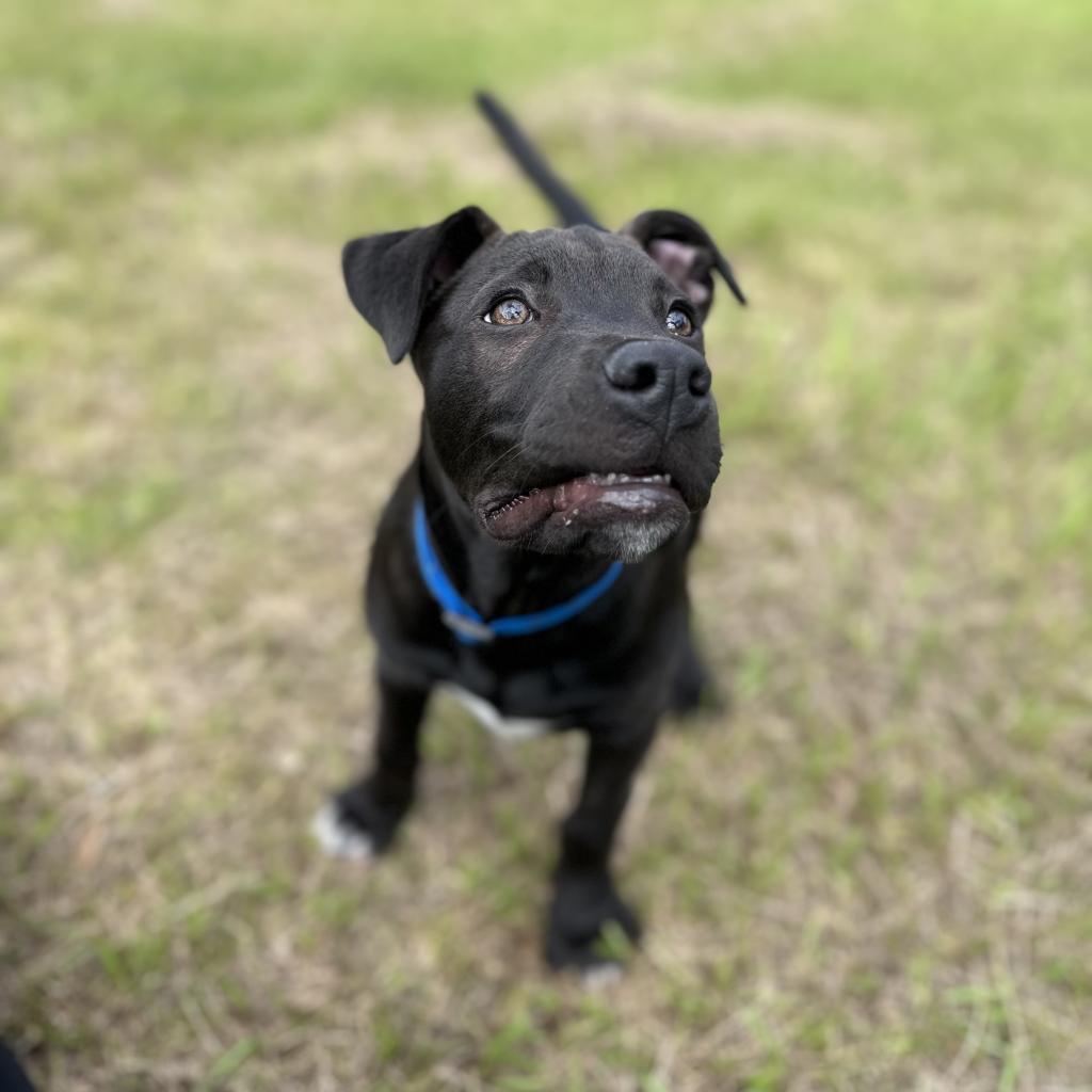Otter, a Adoptable Mixed Breed in Williston, FL image 5/6