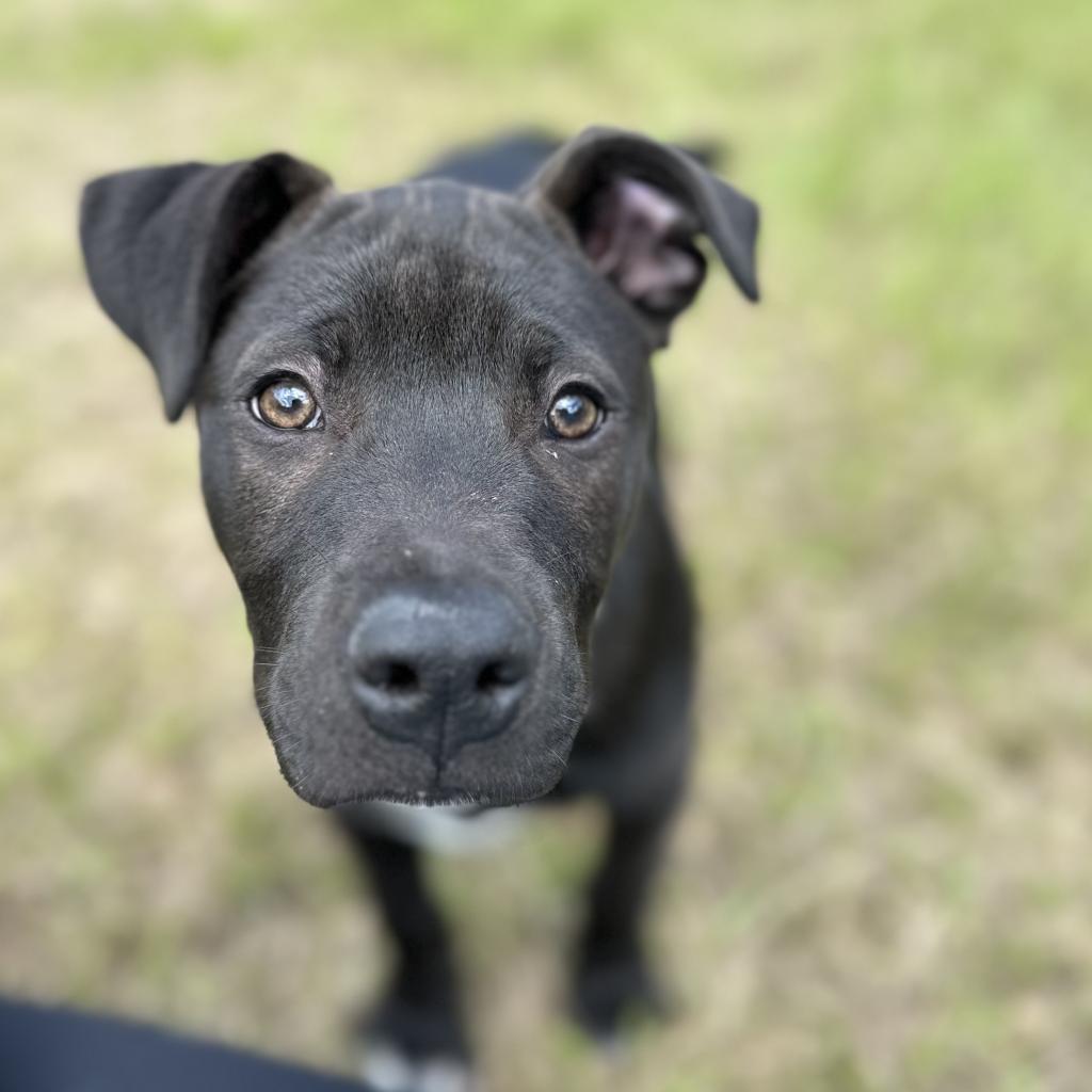 Otter, a Adoptable Mixed Breed in Williston, FL image 6/6