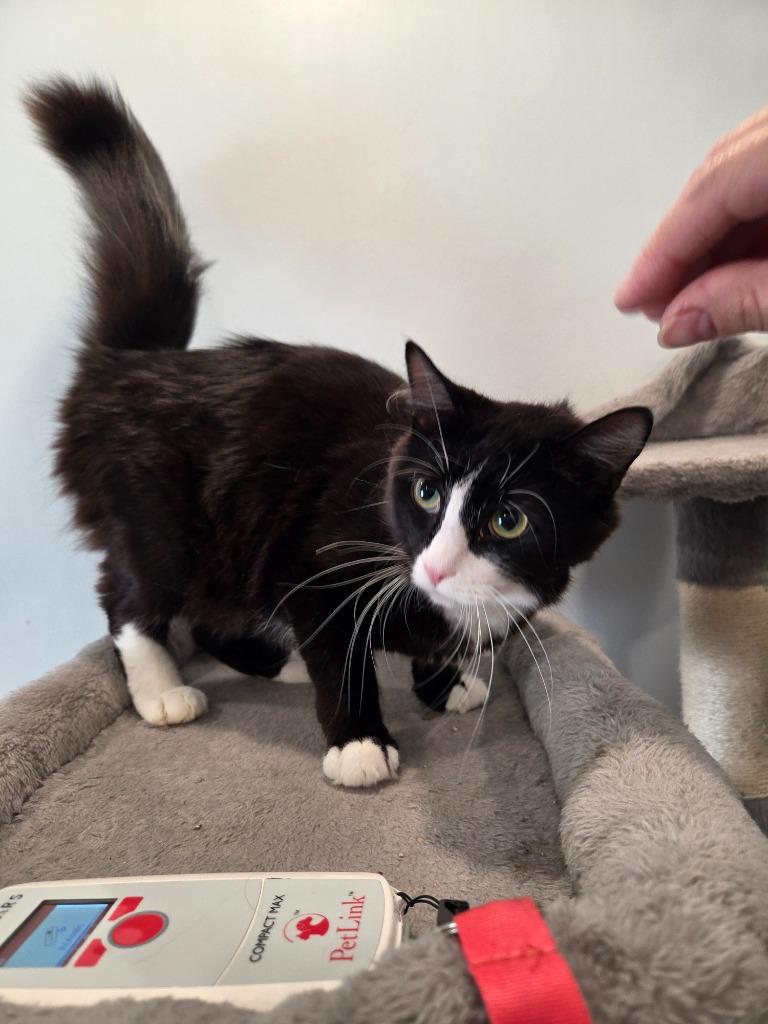 Pepper M, Adoptable, Young Female Domestic Medium Hair.