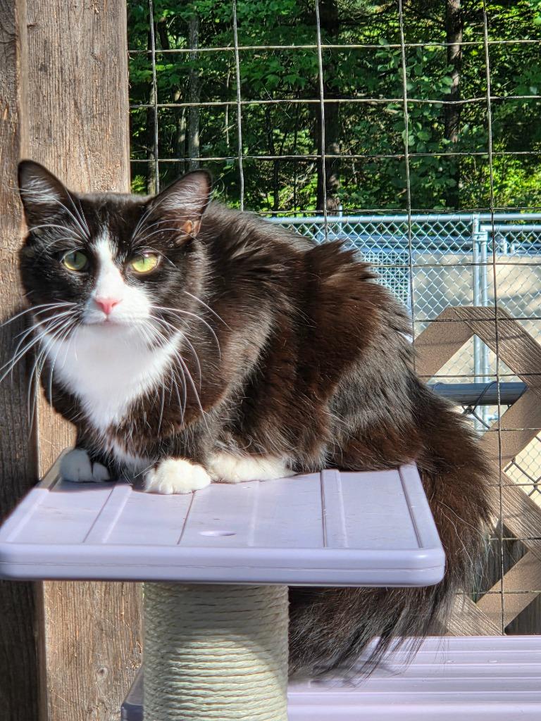 Enlarge Pepper M, a Adoptable mixed breed in Lunenburg, VT image 2/3