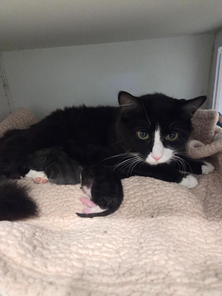 Enlarge Pepper M, a Adoptable mixed breed in Lunenburg, VT image 3/3
