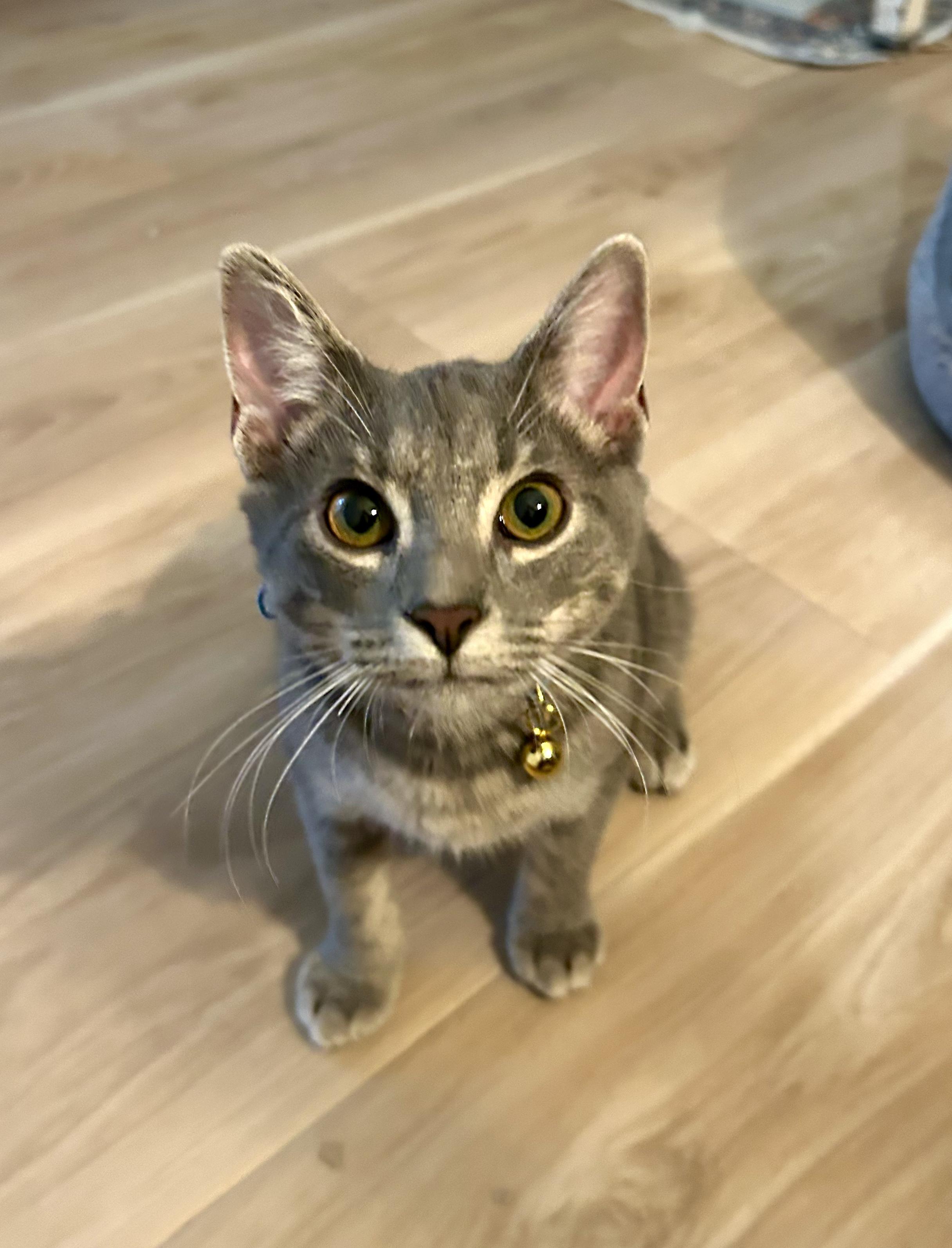 Enlarge Kitten: Carly *Must go home with Max OR to a home with another cat*, a Adoptable Domestic Short Hair in catonsville , MD image 1/4