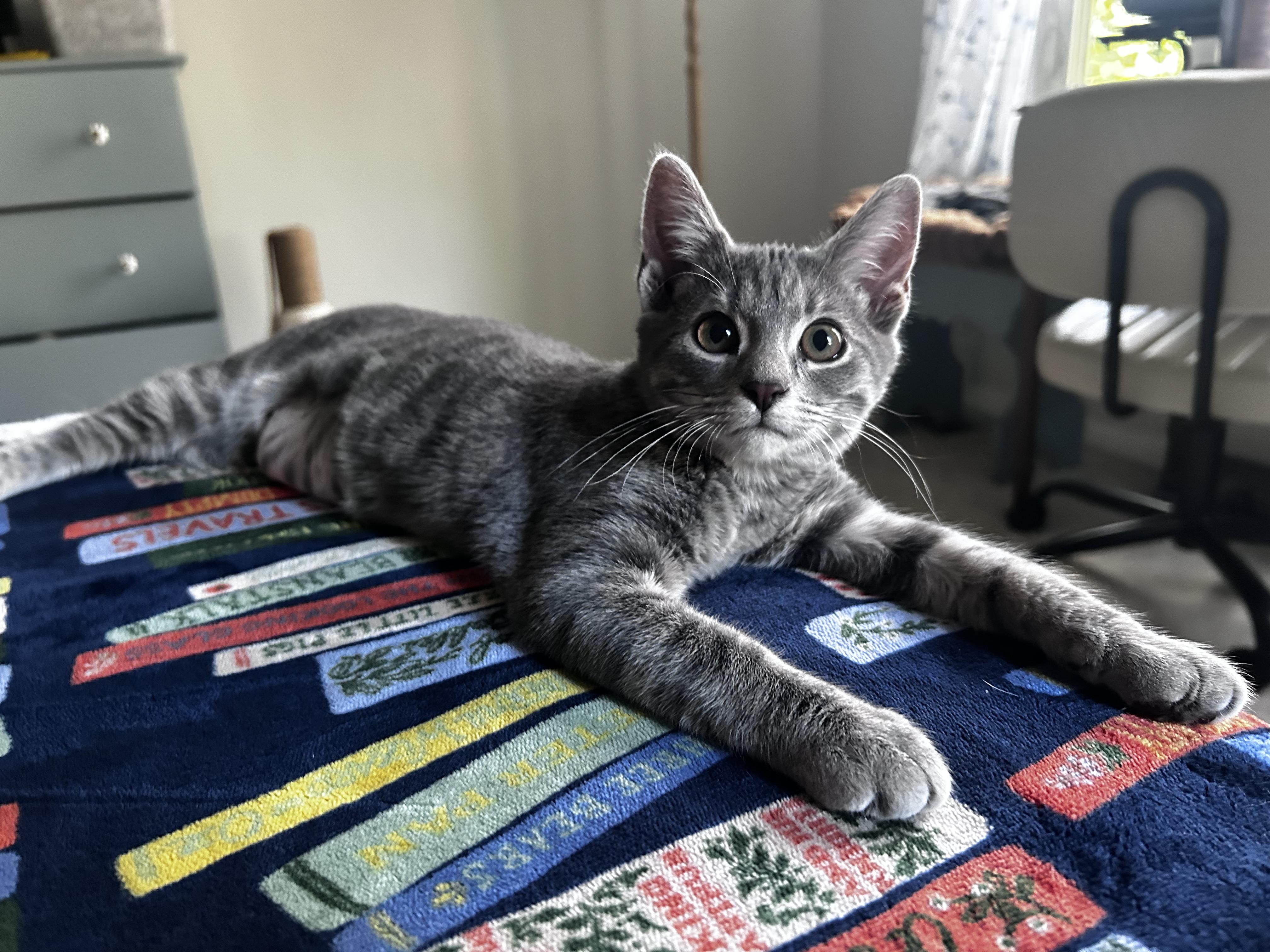 Enlarge Kitten: Carly *Must go home with Max OR to a home with another cat*, a Adoptable Domestic Short Hair in catonsville , MD image 2/4