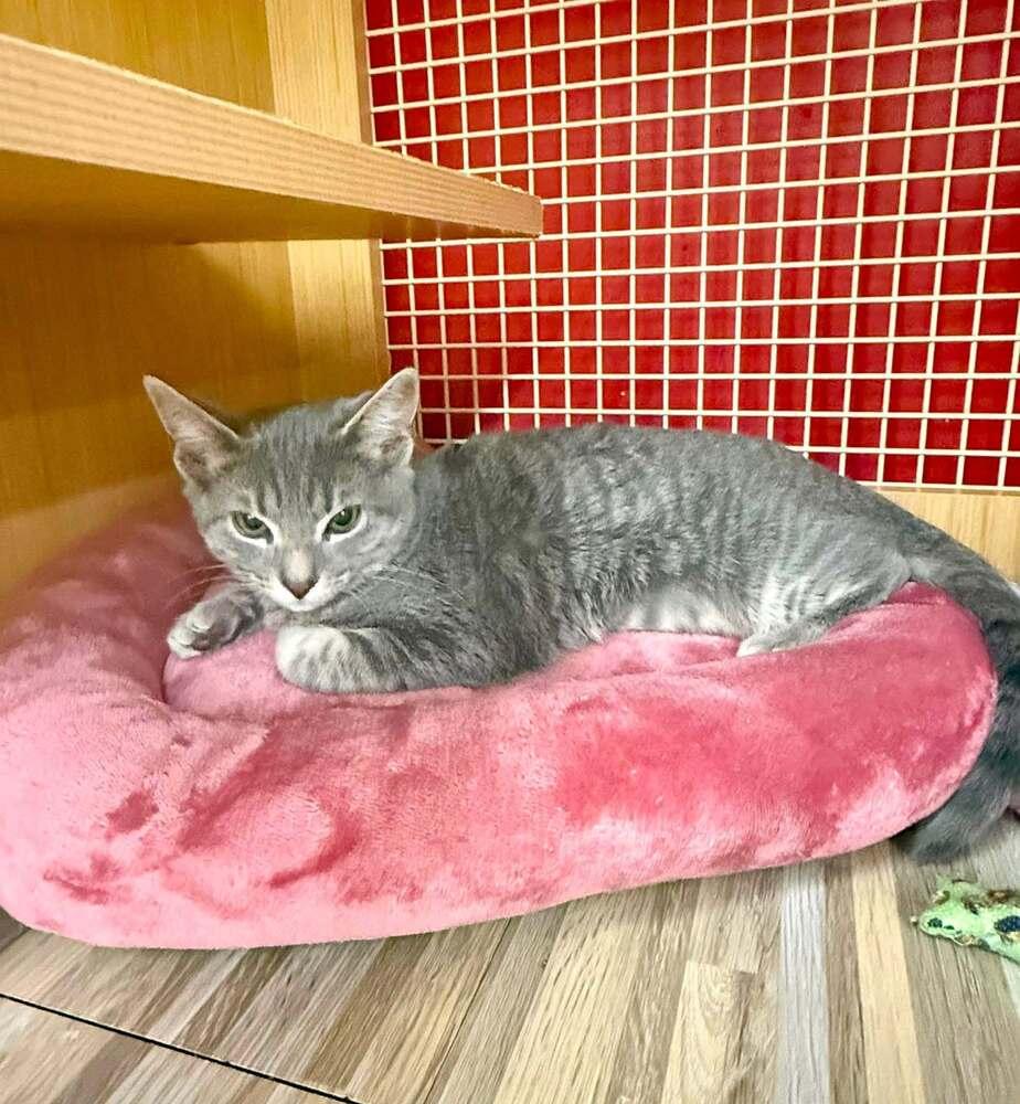Enlarge Kitten: Carly *Must go home with Max OR to a home with another cat*, a Adoptable Domestic Short Hair in catonsville , MD image 3/4