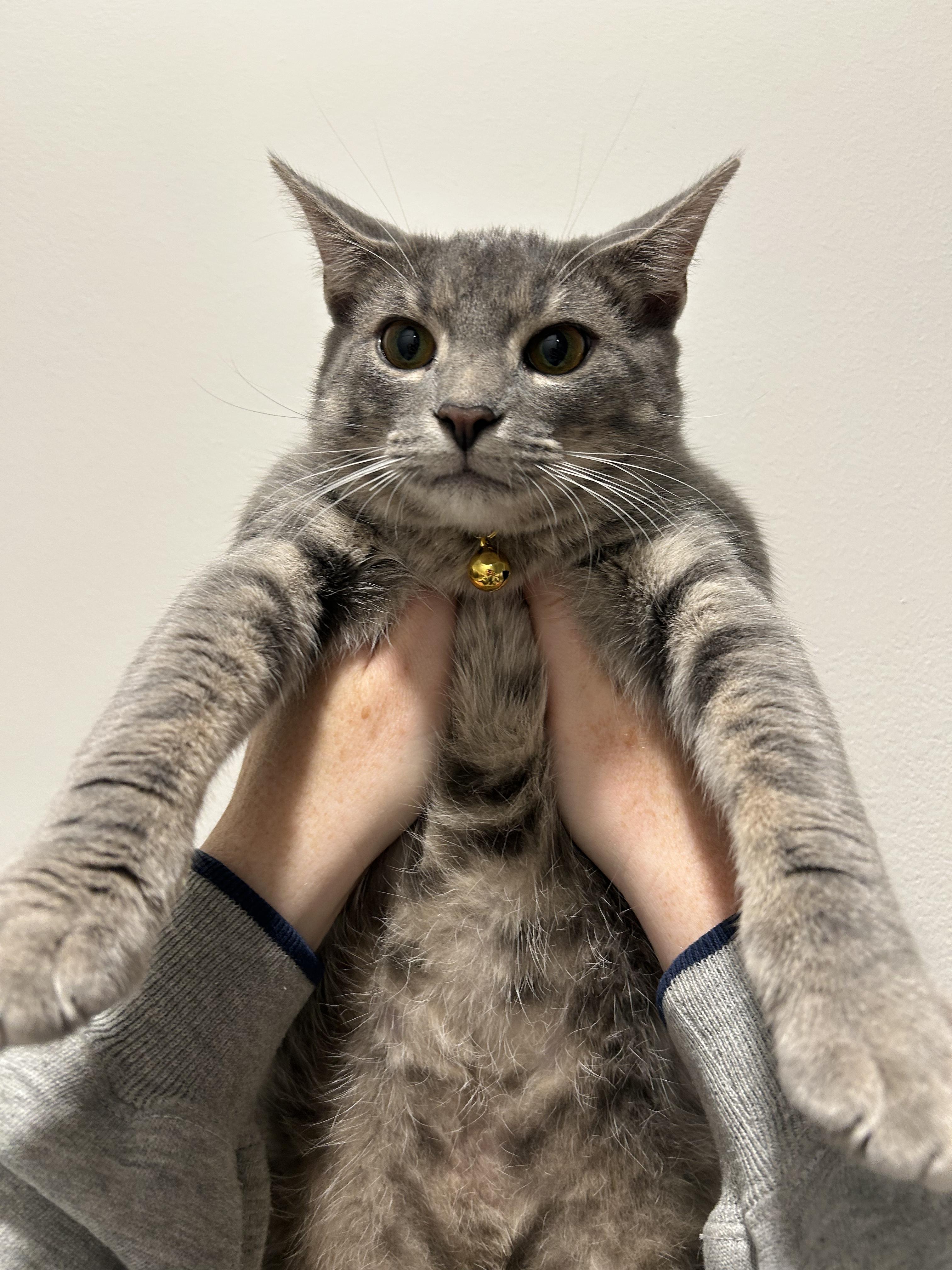 Enlarge Kitten: Carly *Must go home with Max OR to a home with another cat*, a Adoptable Domestic Short Hair in catonsville , MD image 4/4