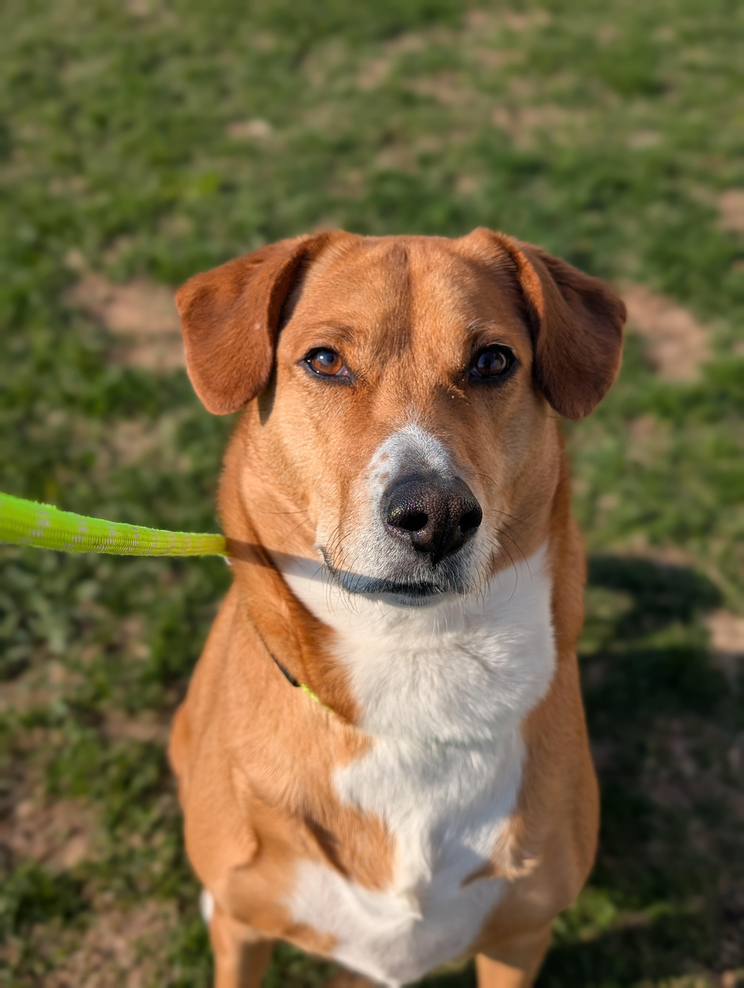 Destiny, a ADOPTABLE mixed breed in Cedar Rapids, IA image 1/5