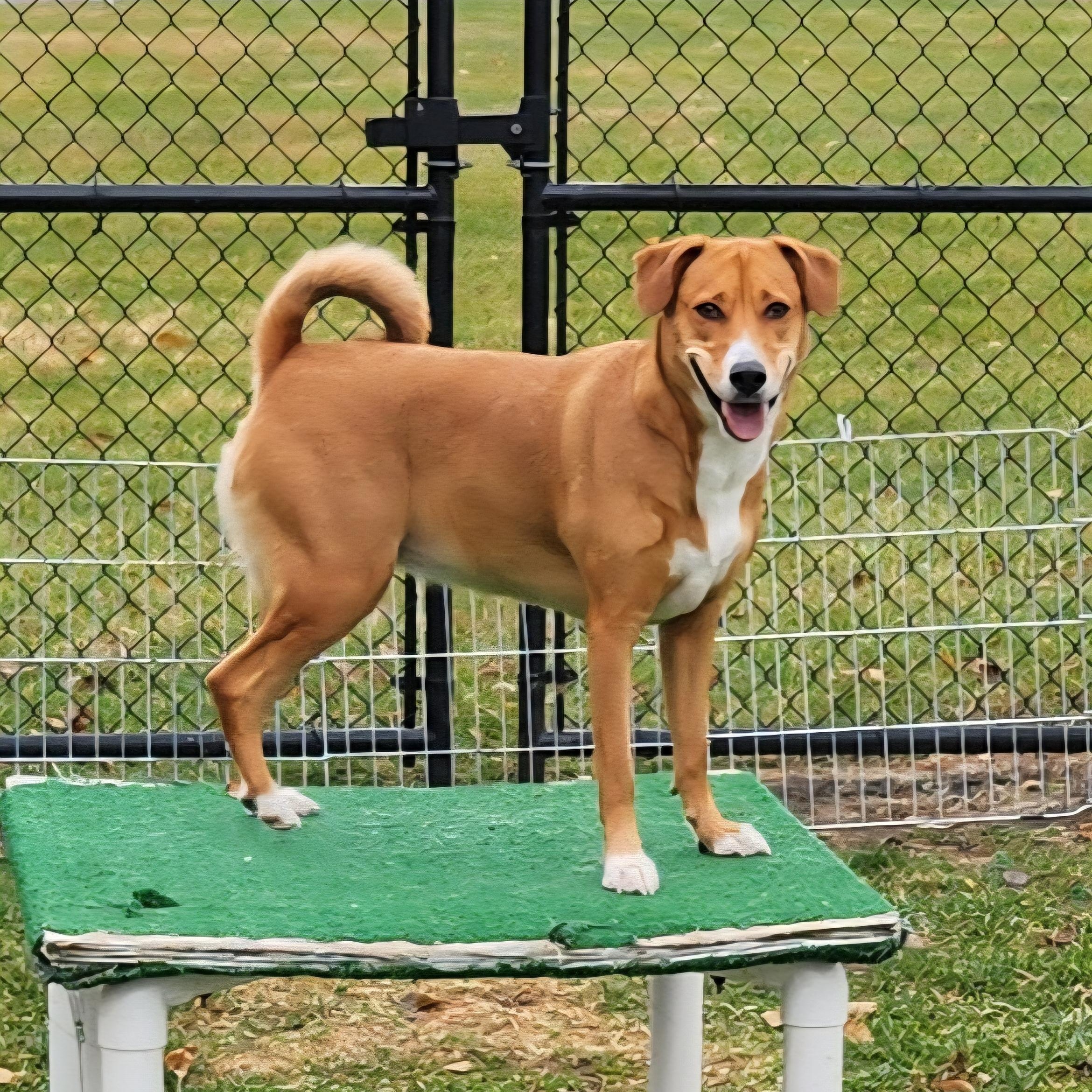 Destiny, a ADOPTABLE mixed breed in Cedar Rapids, IA image 4/5
