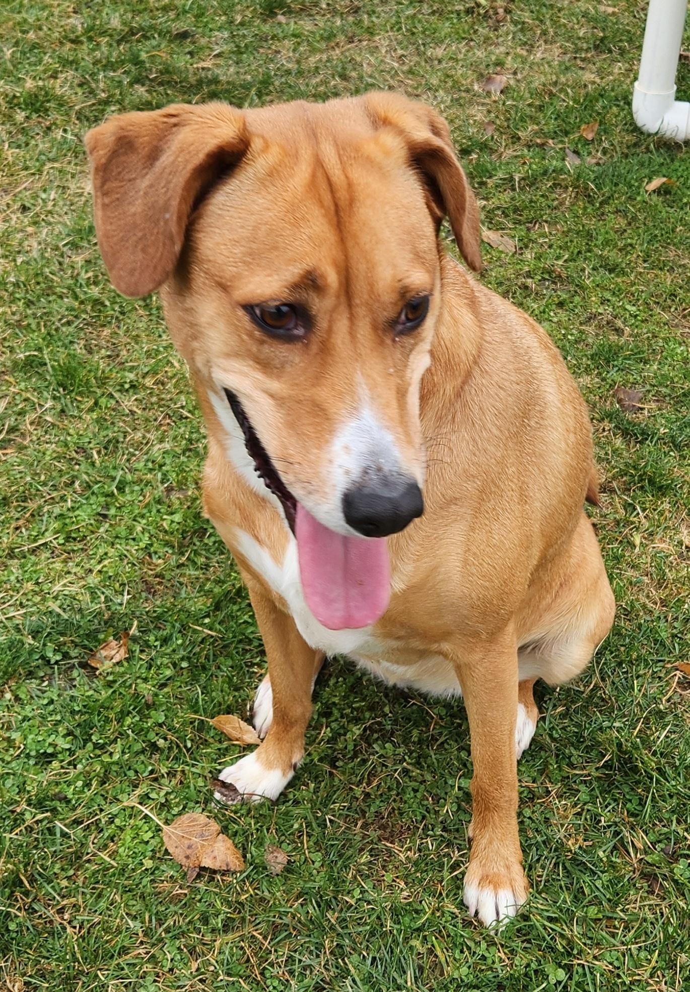 Destiny, a ADOPTABLE mixed breed in Cedar Rapids, IA image 5/5