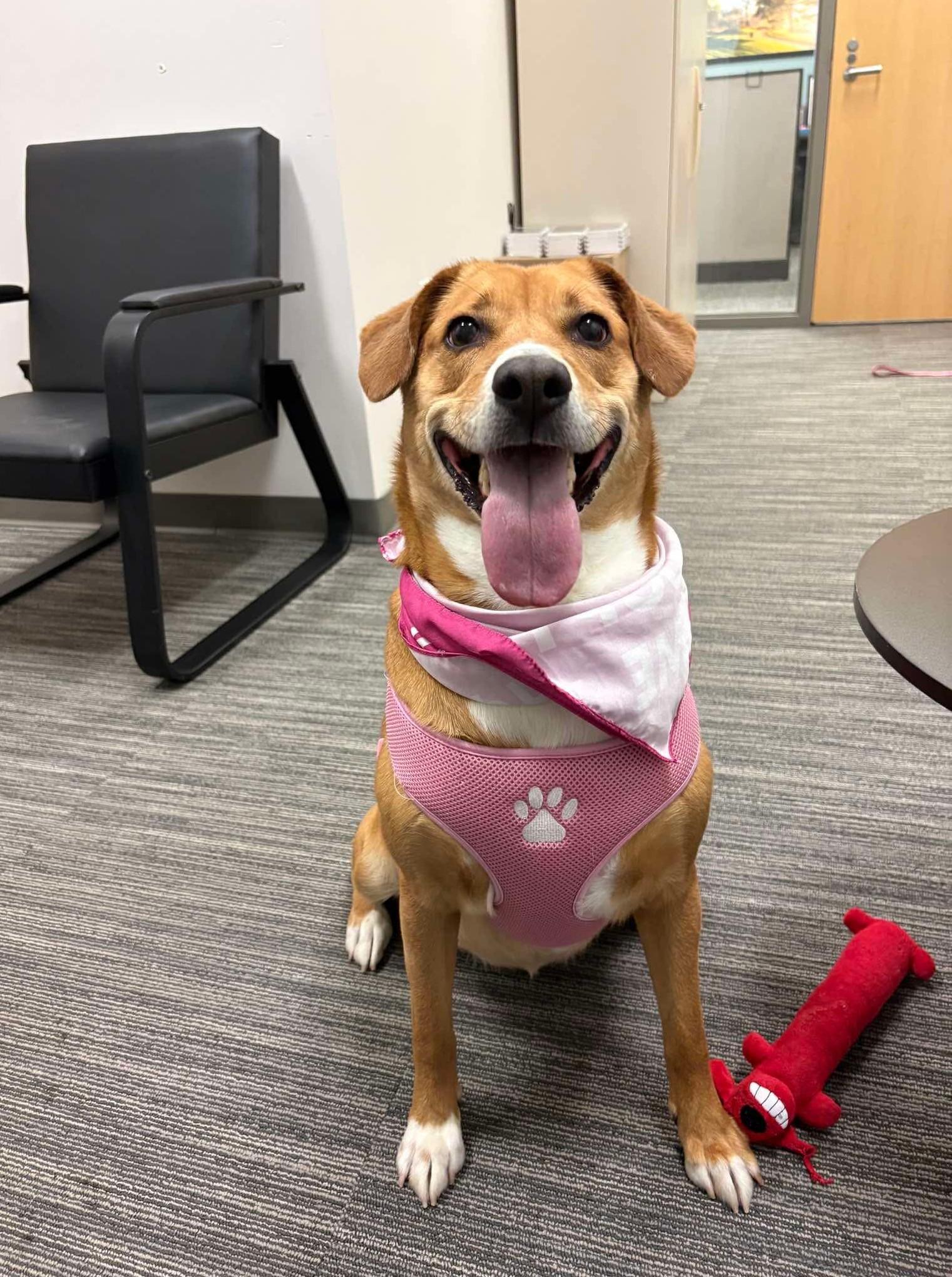 Destiny- Long Timer Special!, ADOPTABLE, Adult Female Golden Retriever & Hound.