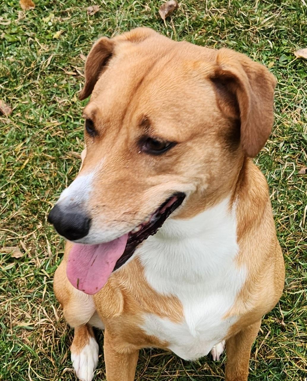 Destiny, a ADOPTABLE mixed breed in Cedar Rapids, IA image 3/5