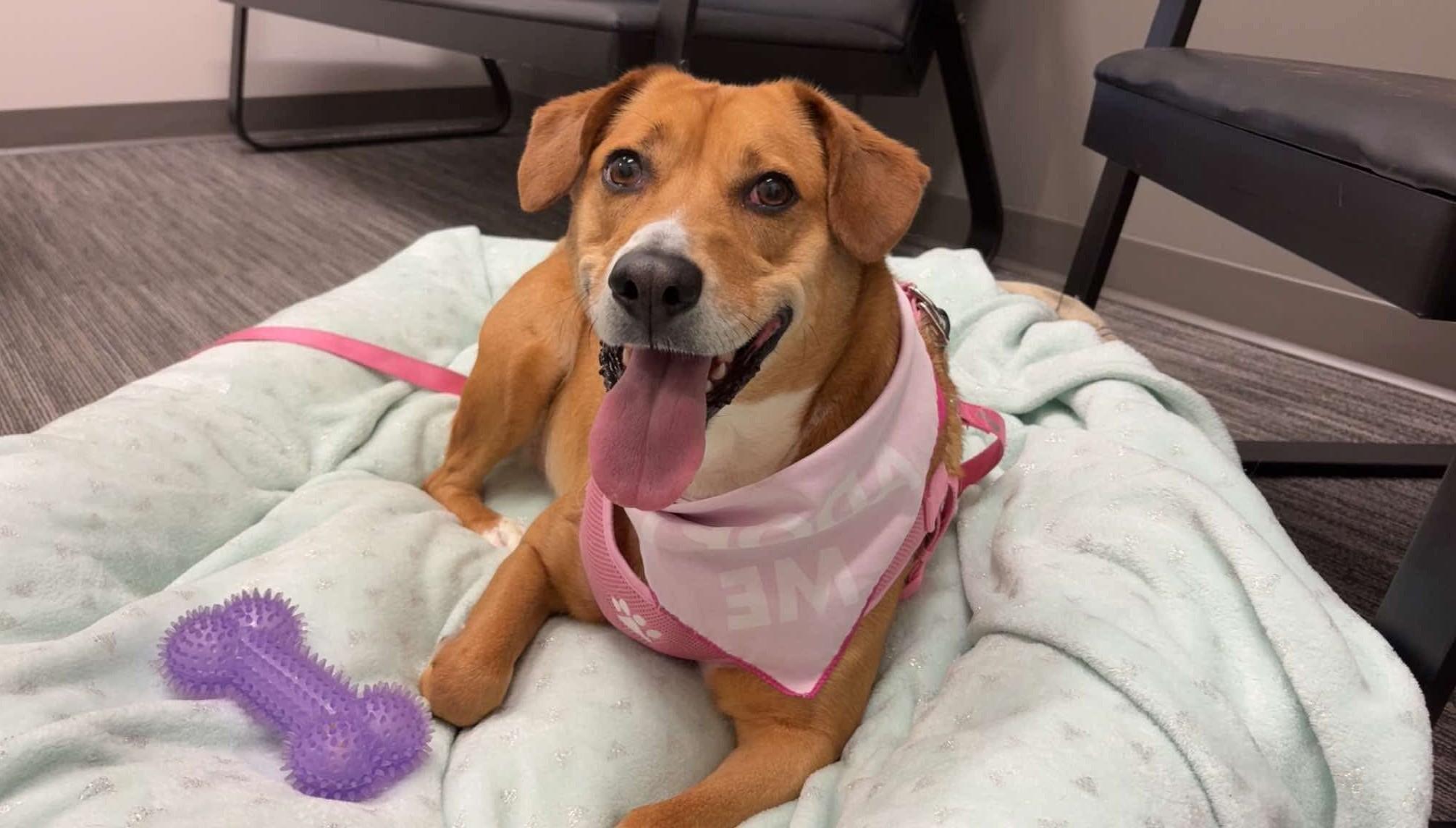 Enlarge Destiny- Long Timer Special!, a ADOPTABLE mixed breed in Cedar Rapids, IA image 3/6