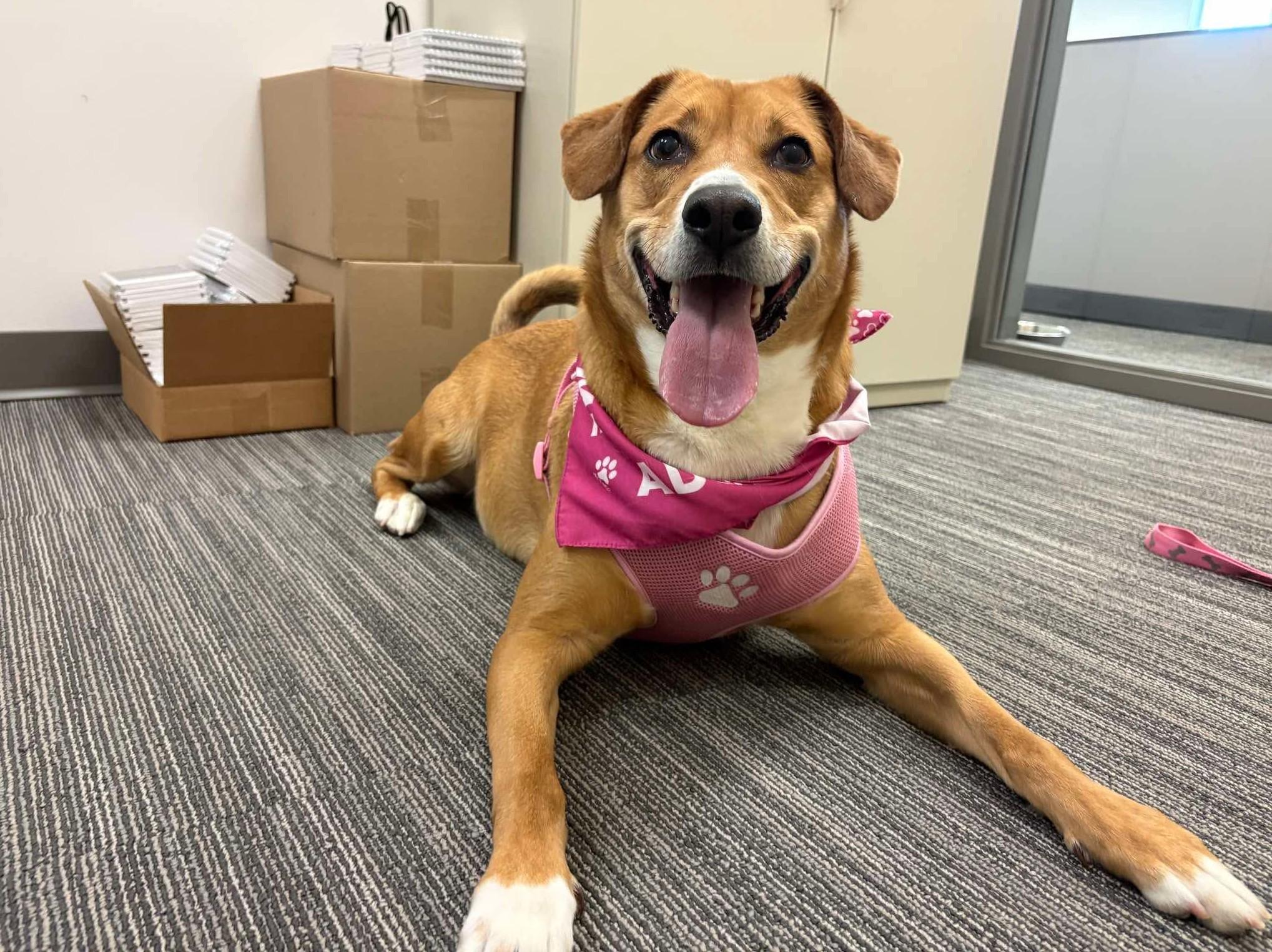 Enlarge Destiny- Long Timer Special!, a ADOPTABLE mixed breed in Cedar Rapids, IA image 2/6