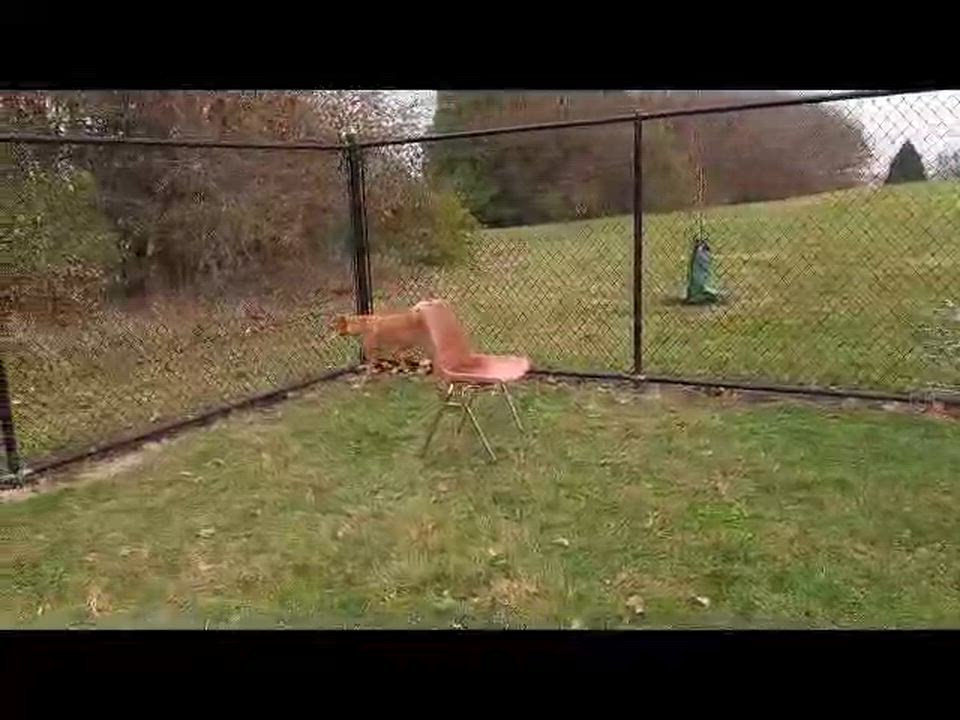 Enlarge Destiny, a ADOPTABLE mixed breed in Cedar Rapids, IA video 2/5