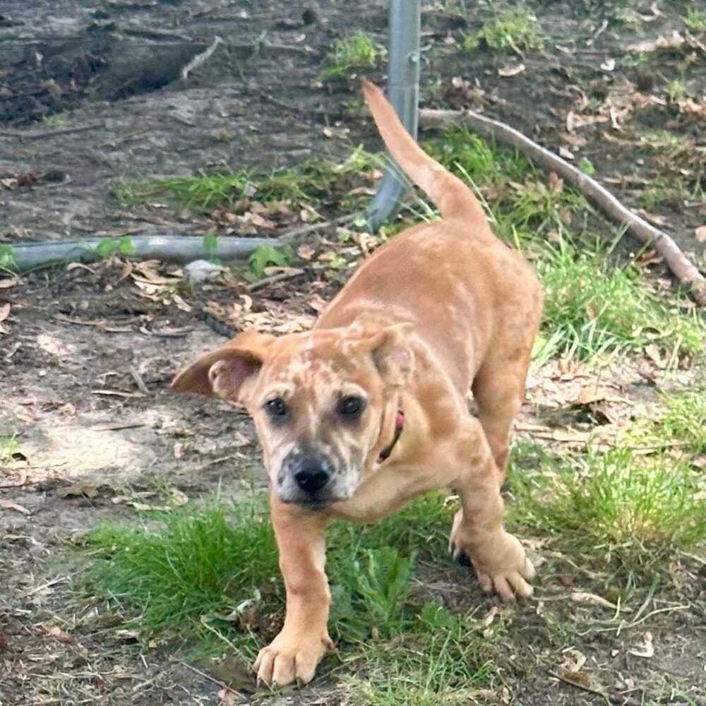 Rusty, Adoptable, Puppy Male Dachshund & Chihuahua.