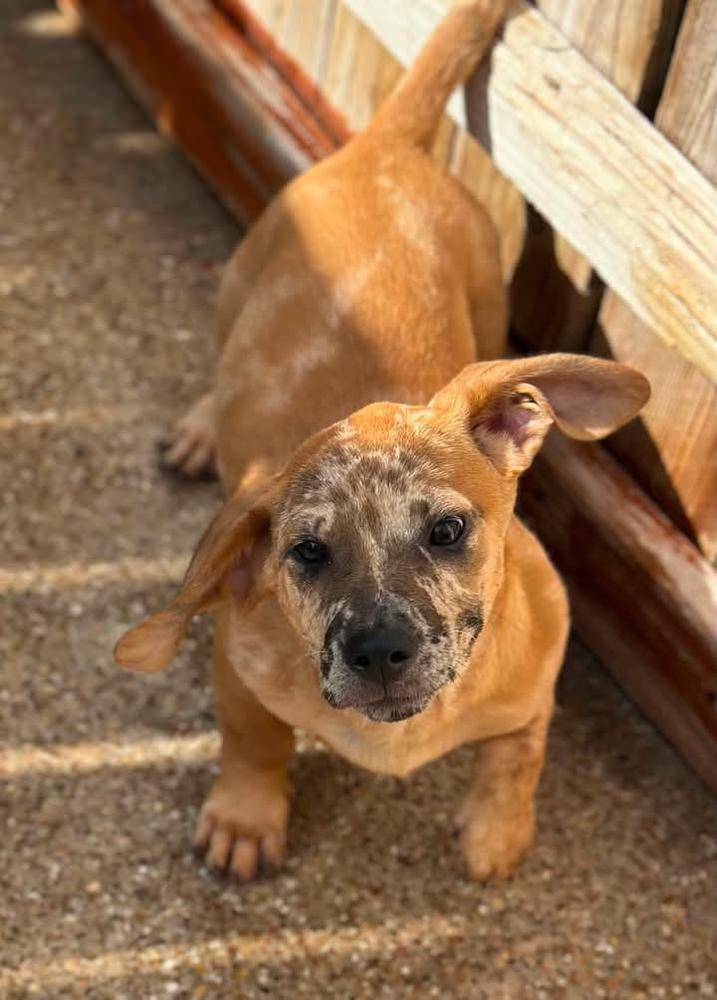 Enlarge Rusty, a Adoptable mixed breed in Norfolk, MA image 2/3