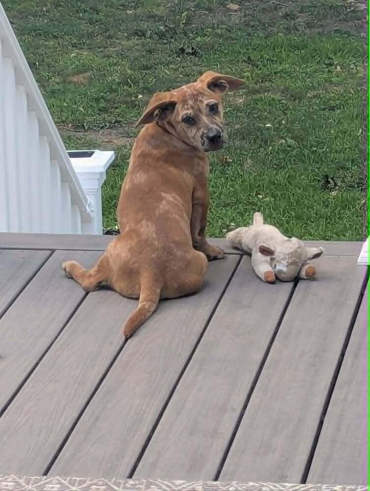 Enlarge Rusty, a Adoptable mixed breed in Norfolk, MA image 3/3