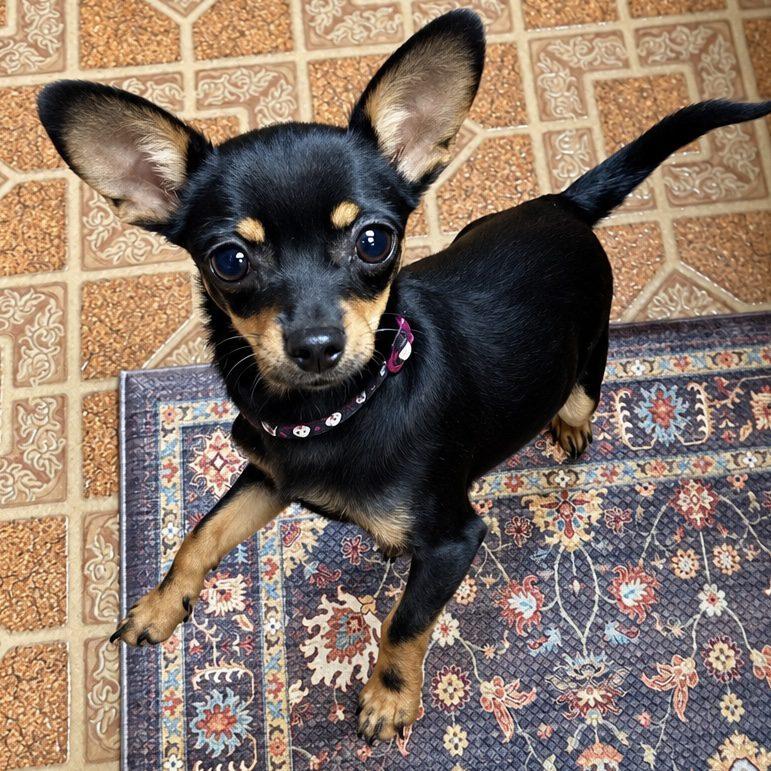 Enlarge Hamm, a Adopted mixed breed in Mead, CO image 3/4