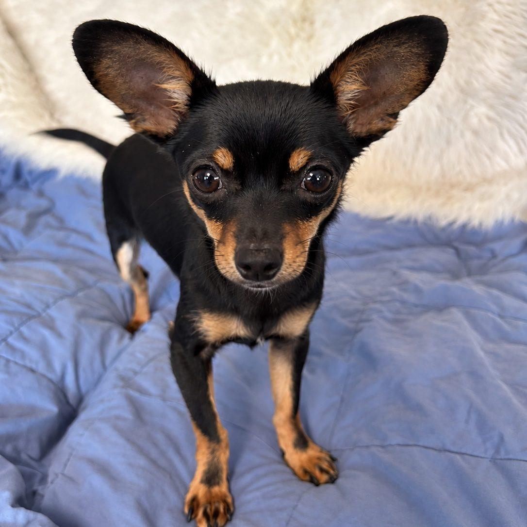 Hamm, Adopted, Puppy Male Chihuahua.