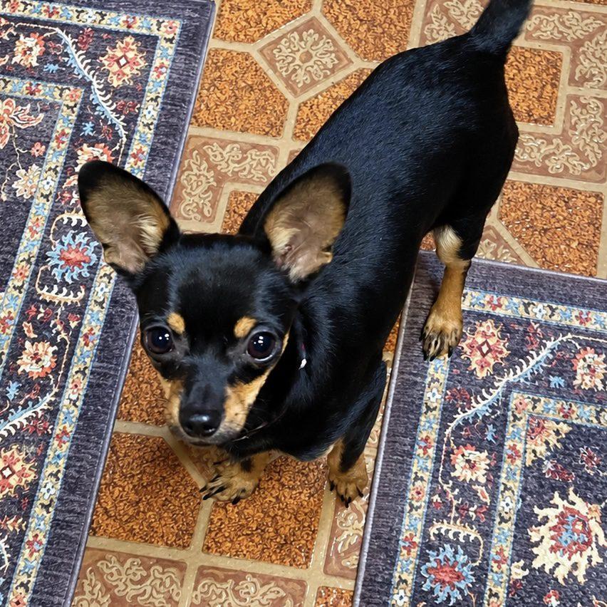 Enlarge Hamm, a Adopted mixed breed in Mead, CO image 2/4