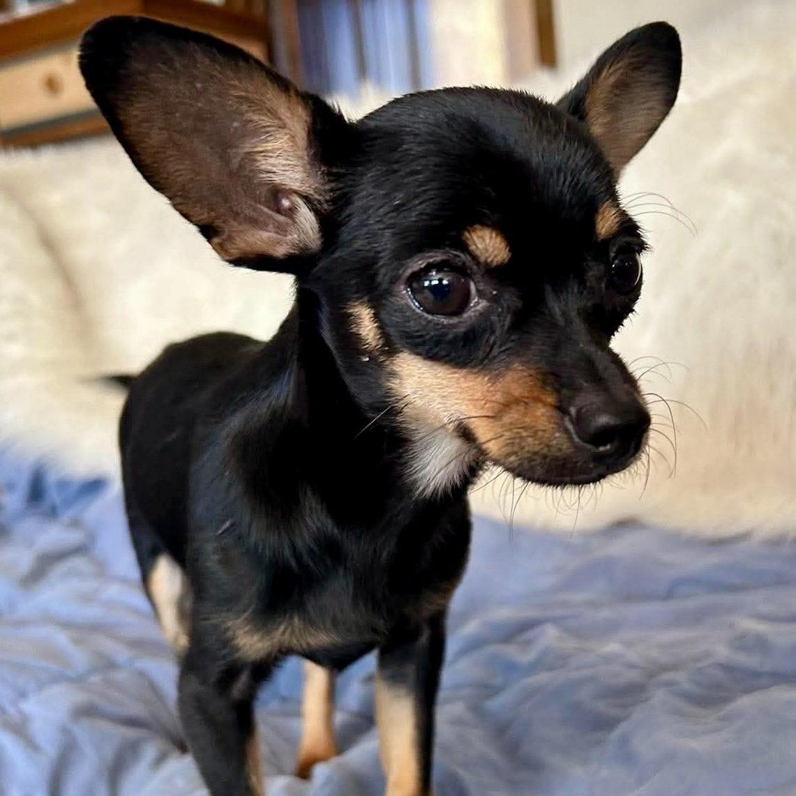 Enlarge Hamm, a Adopted mixed breed in Mead, CO image 4/4