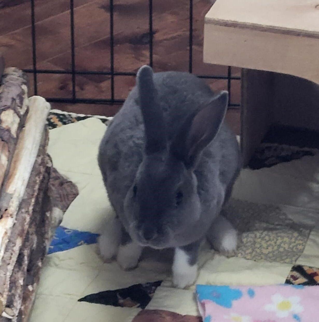 Cheddar & Monterey Jack, Young Male unknown