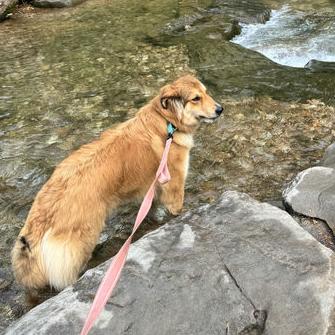 Enlarge Poppy, a Adoptable Mixed Breed in Bentonville, AR image 2/6