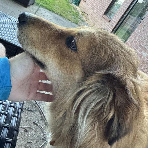 Enlarge Poppy, a Adoptable Mixed Breed in Bentonville, AR image 4/6