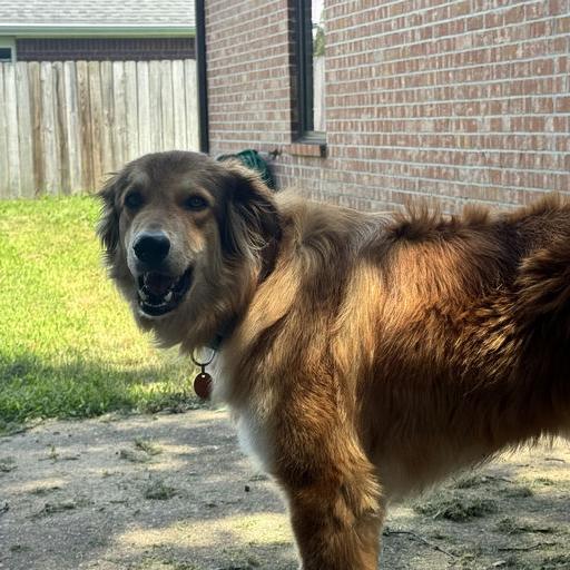 Enlarge Poppy, a Adoptable Mixed Breed in Bentonville, AR image 5/6