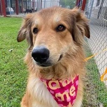 Enlarge Poppy, a Adoptable Mixed Breed in Bentonville, AR image 6/6