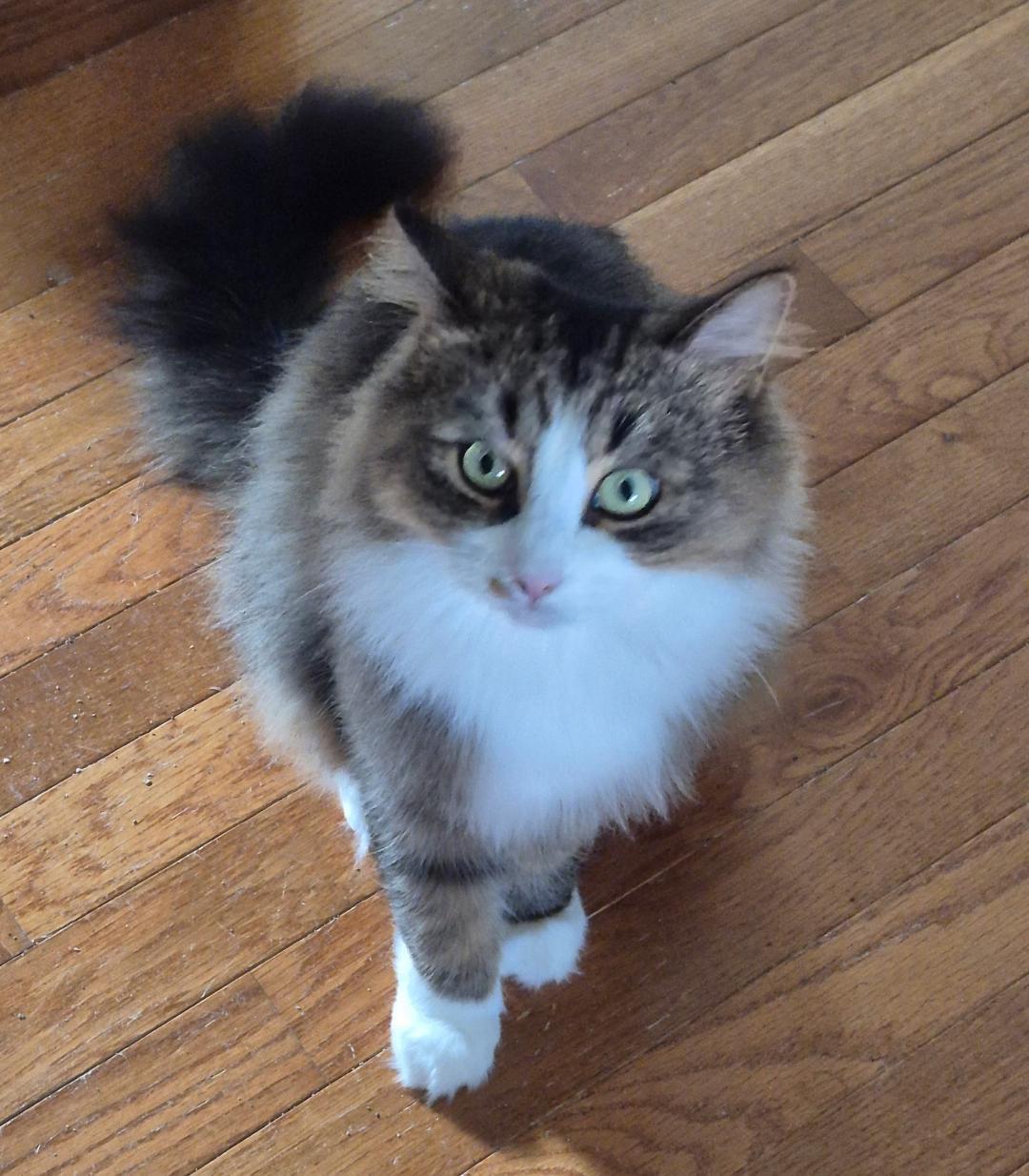 Enlarge Sasha, a ADOPTABLE Domestic Long Hair in Louisville, KY image 2/3