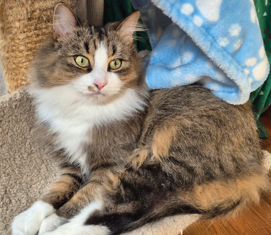 Enlarge Sasha, a ADOPTABLE Domestic Long Hair in Louisville, KY image 1/3