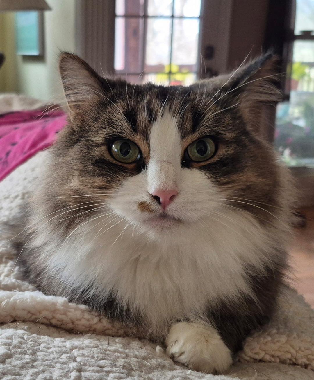 Enlarge Sasha, a ADOPTABLE Domestic Long Hair in Louisville, KY image 3/3