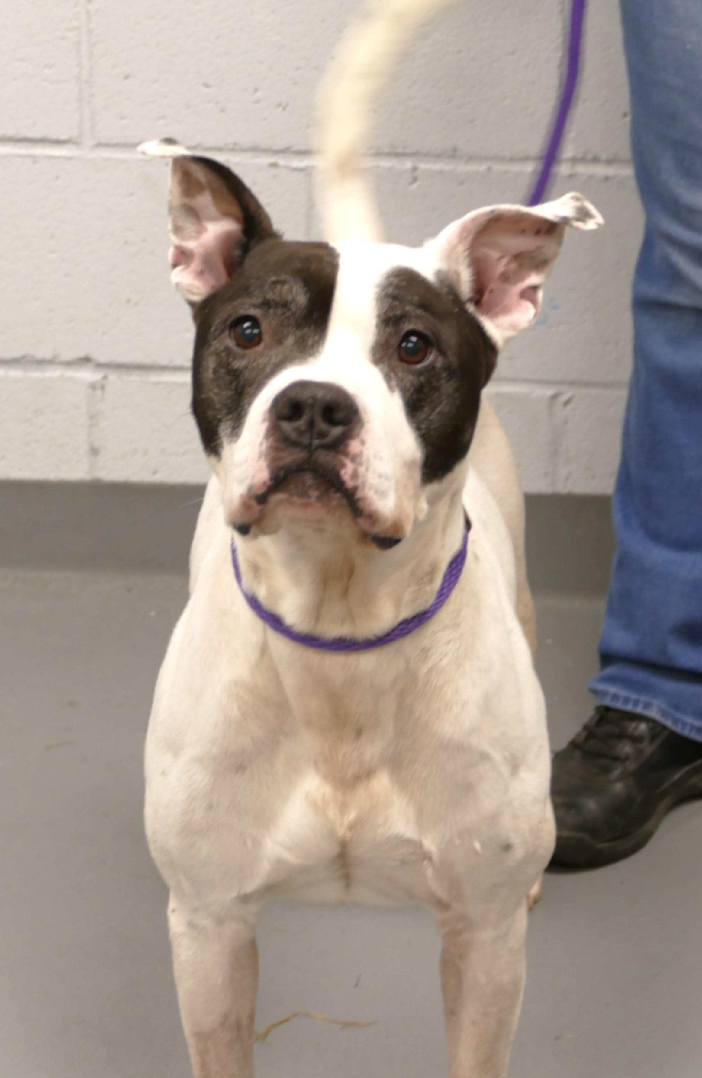 ONYX, a ADOPTABLE mixed breed in Beechbottom, WV image 1/5