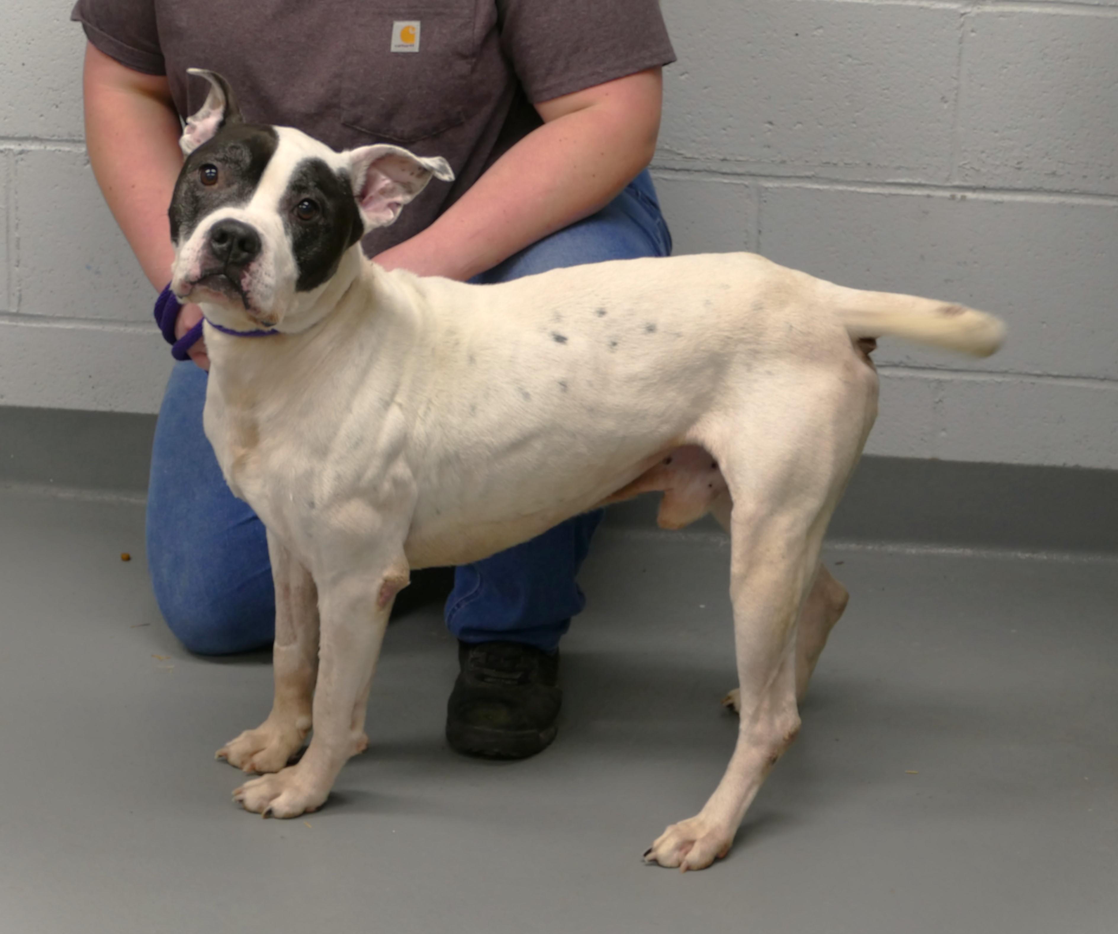 ONYX, a ADOPTABLE mixed breed in Beechbottom, WV image 4/5