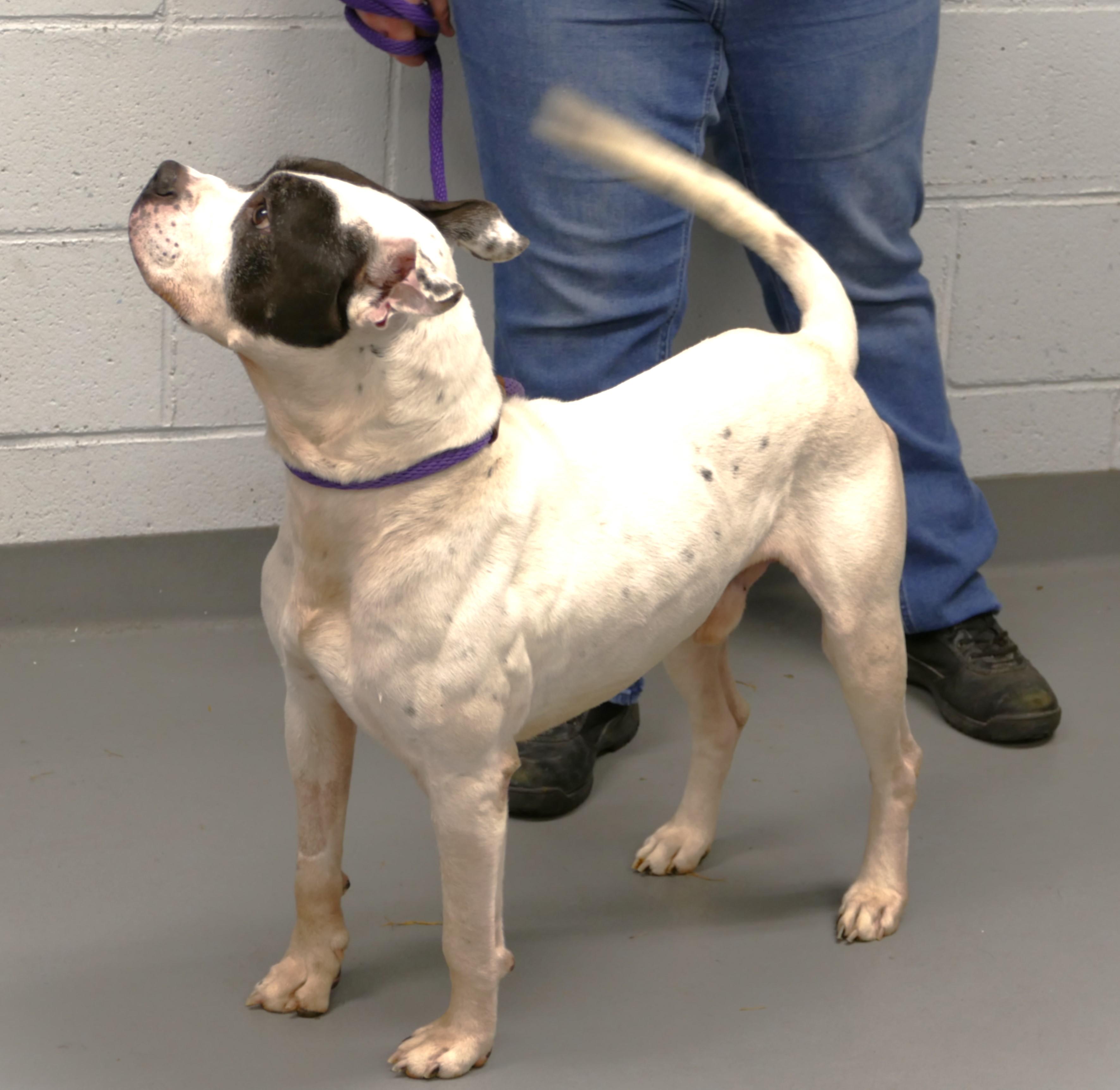 ONYX, a ADOPTABLE mixed breed in Beechbottom, WV image 3/5