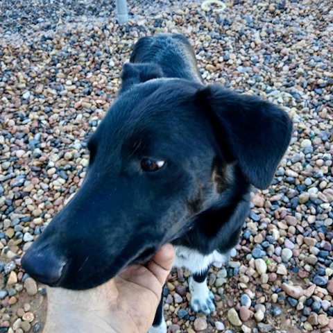 Duke