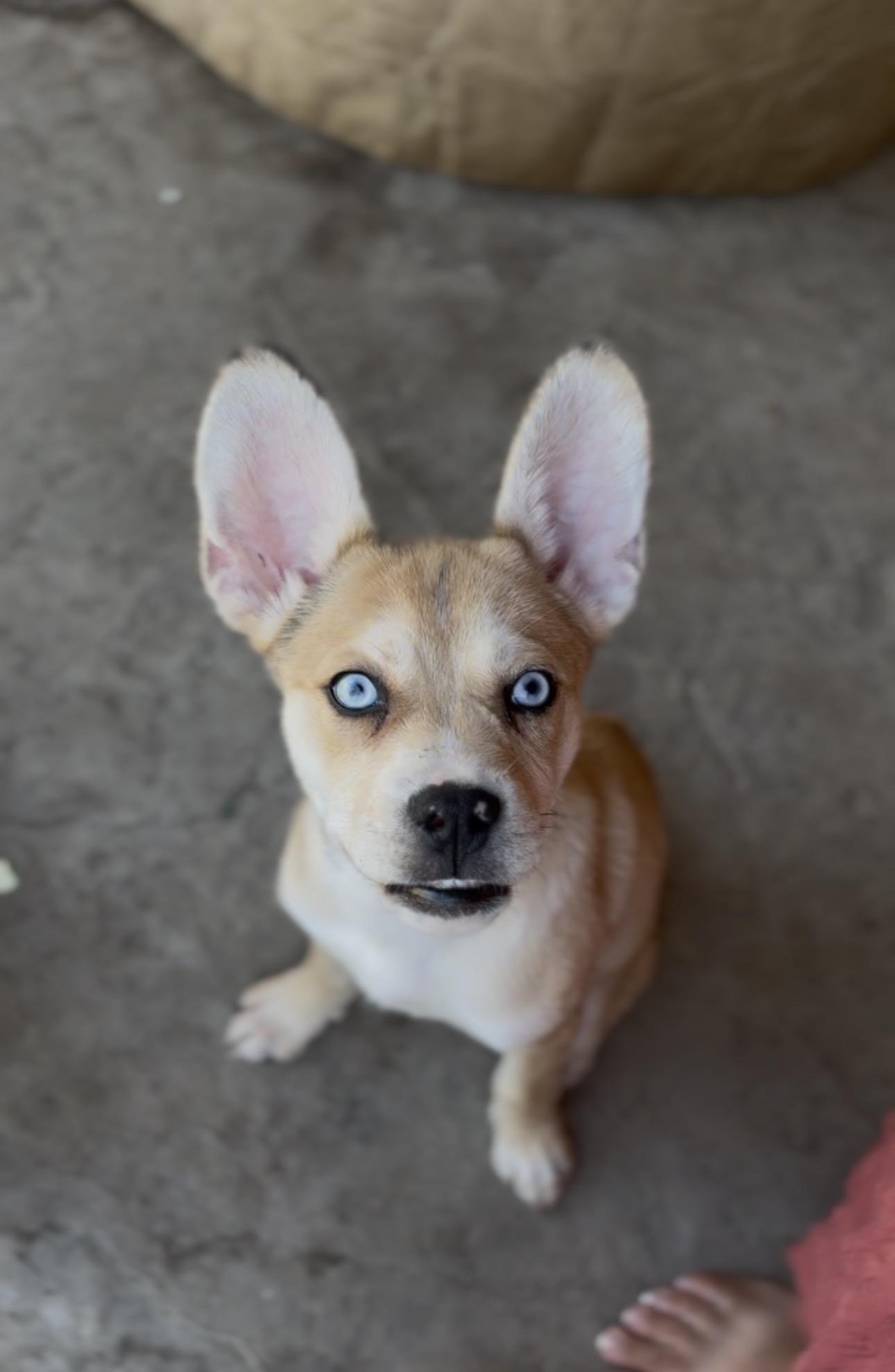 Juneau, a Adoptable mixed breed in Discovery Bay, CA image 2/5