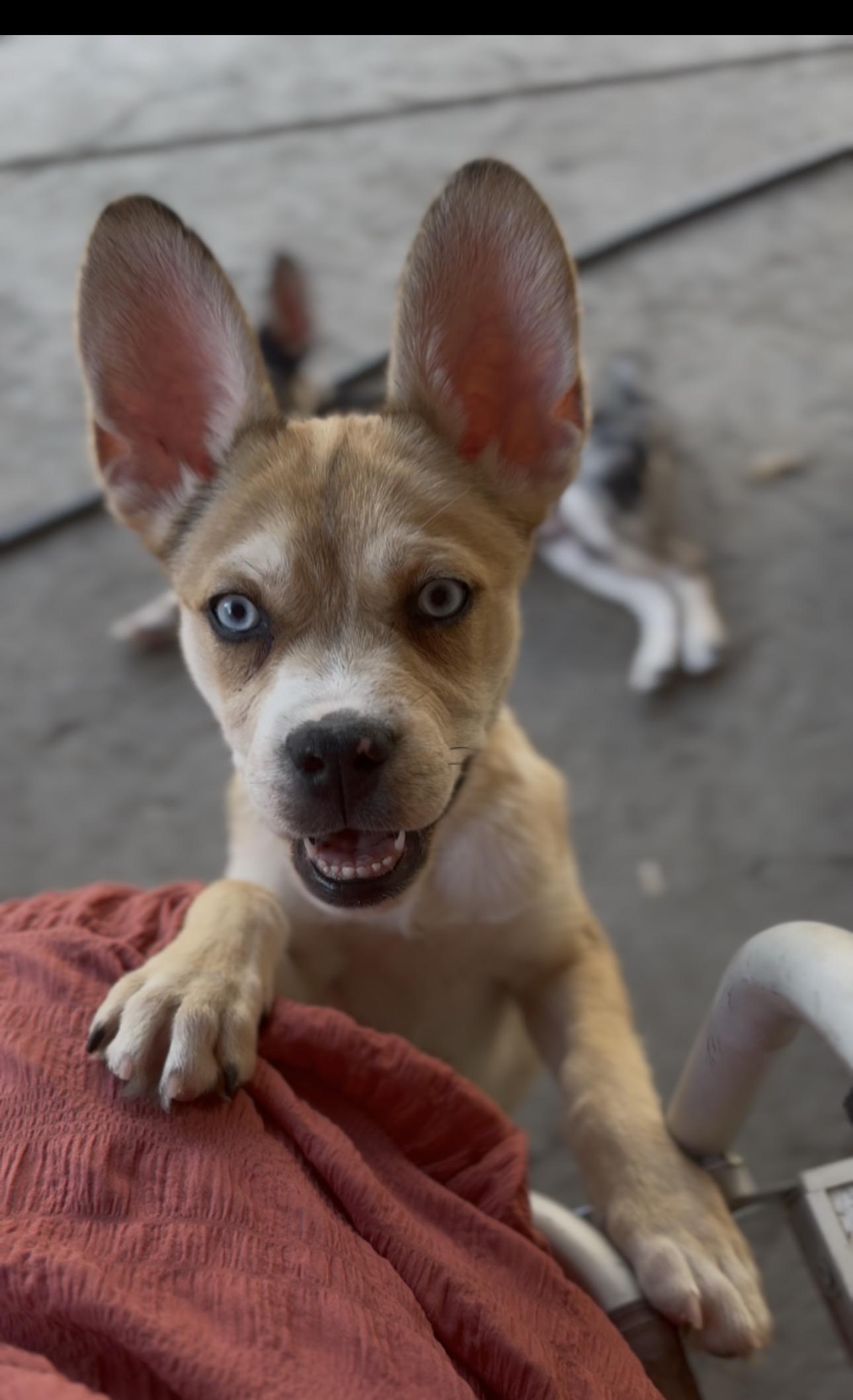 Juneau, a Adoptable mixed breed in Discovery Bay, CA image 4/5