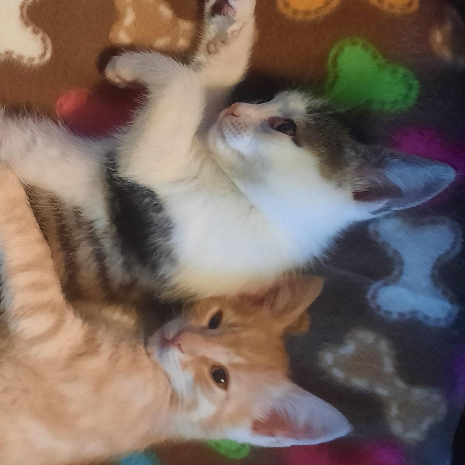 Tommy (with Violet), a ADOPTABLE mixed breed in Silverton, OR image 3/5