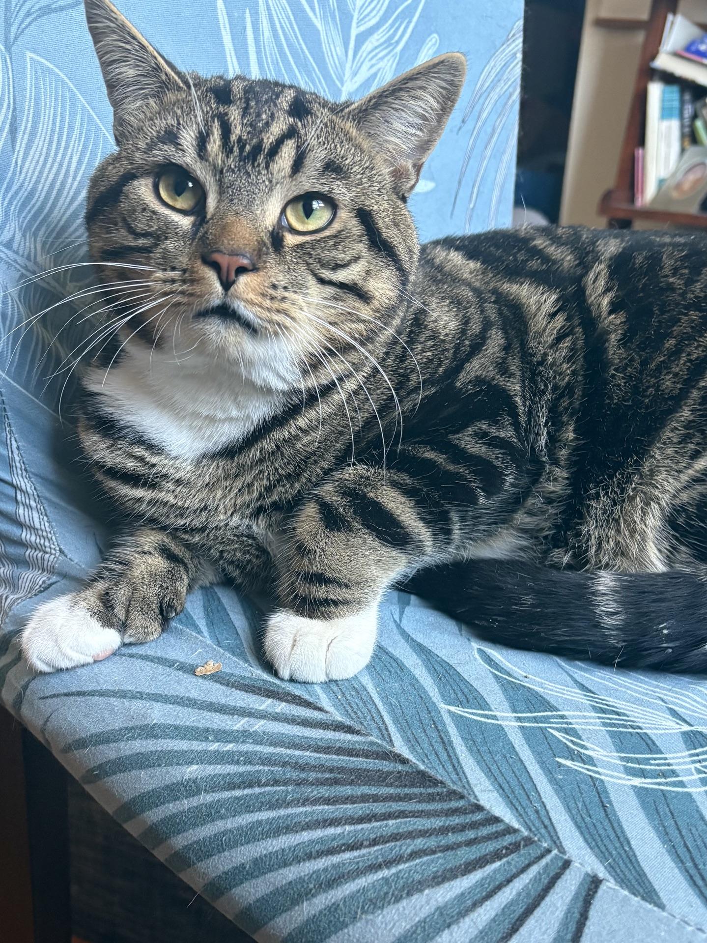 Simba, Adoptable, Young Male Domestic Short Hair.