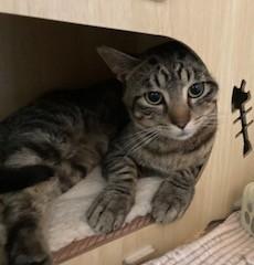 Frost, an adoptable Tiger in Lead, SD, 57754 | Photo Image 2