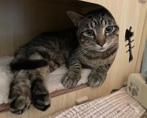 Frost, an adoptable Tiger in Lead, SD, 57754 | Photo Image 1